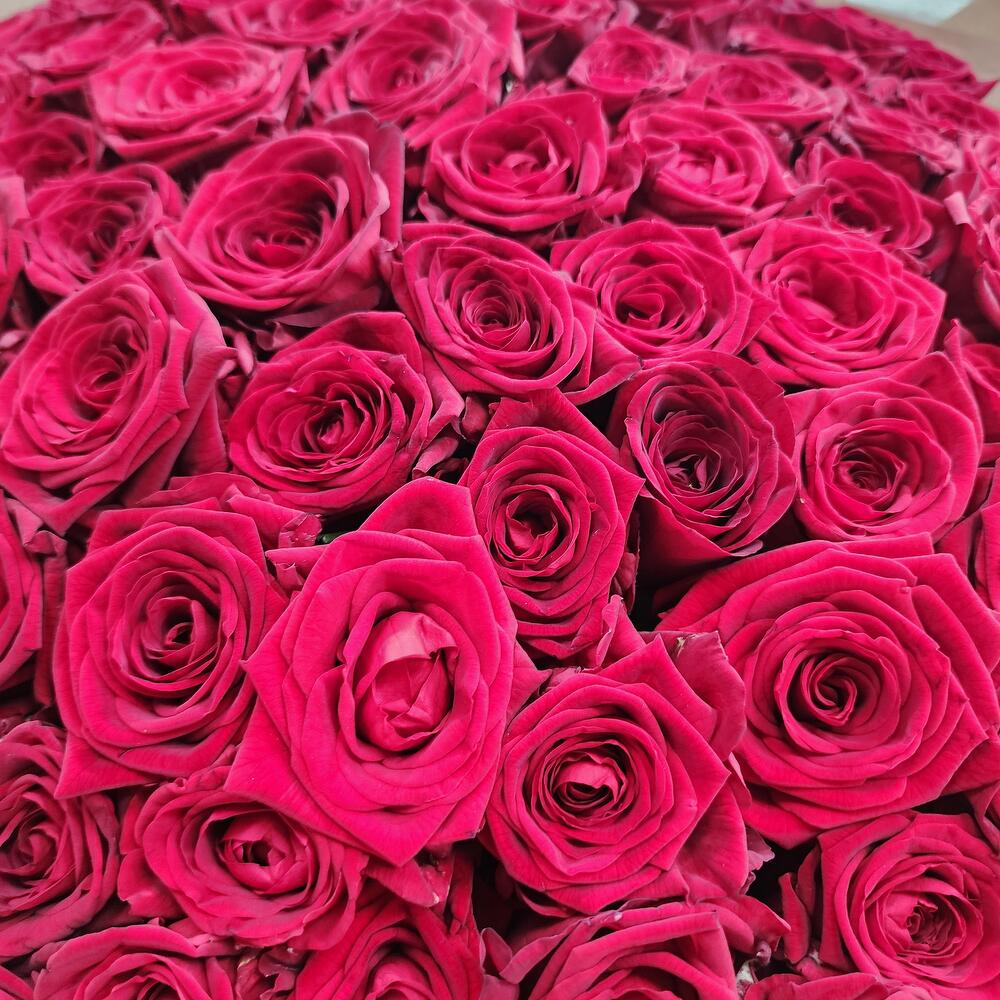 101 роз 🌹🌹🌹🌹
