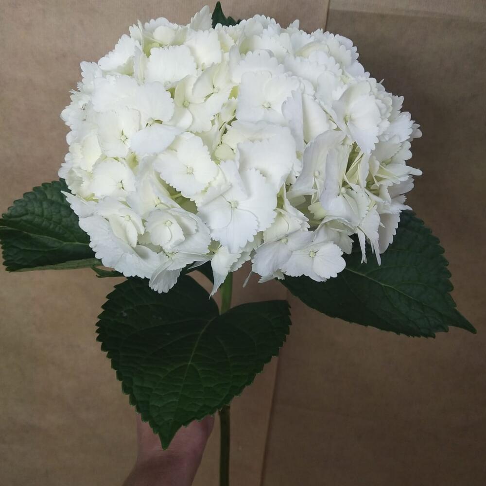 Гортензия (белая)