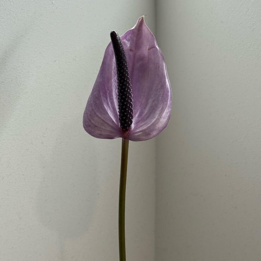 Anthurium