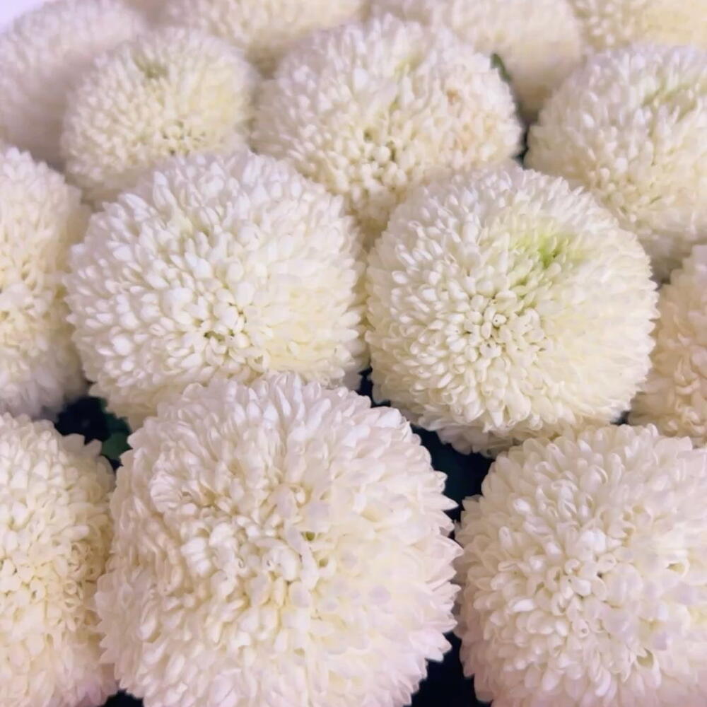Bouquet Momoko Белый бархат
