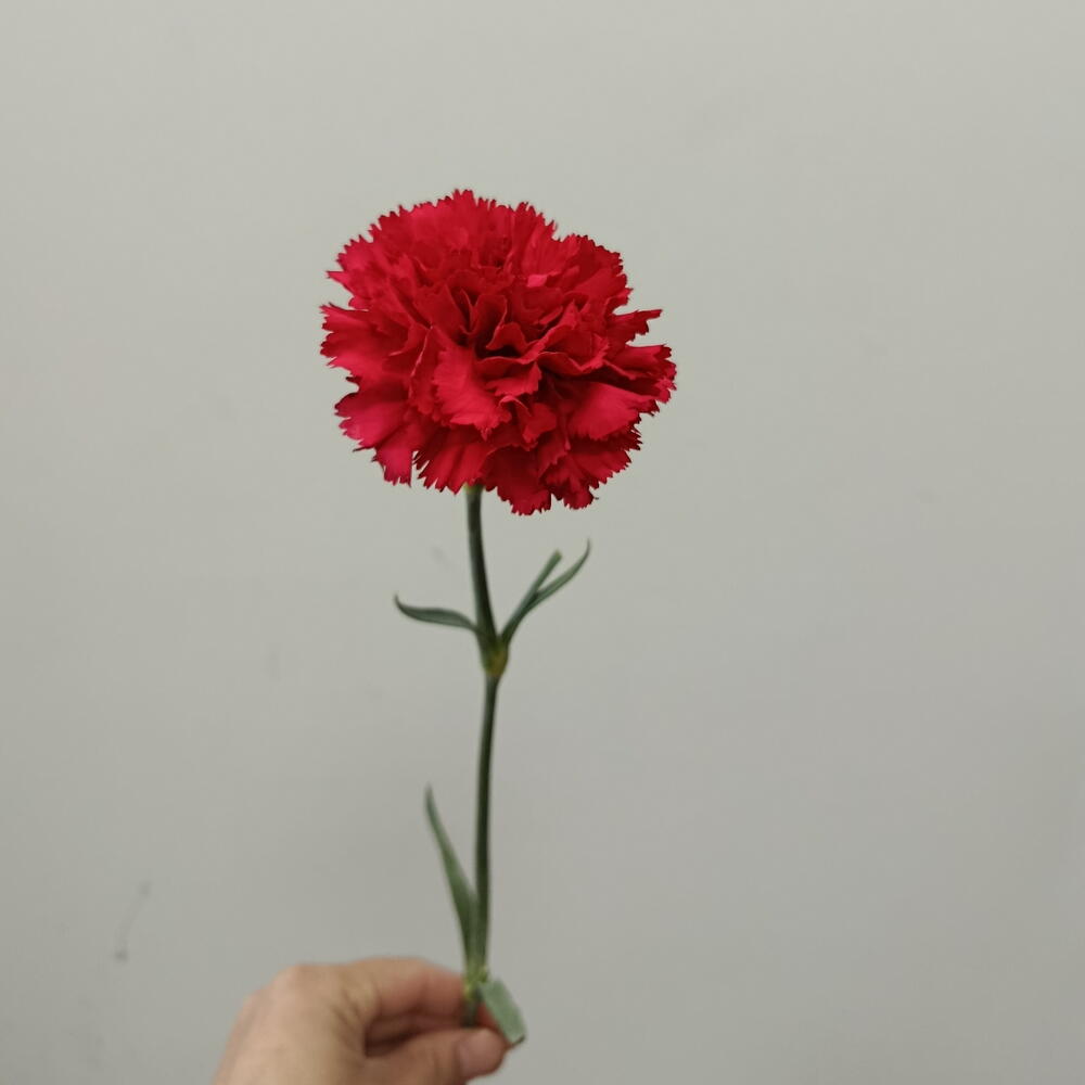 Гвоздика красная