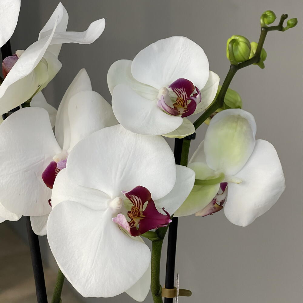 MARSALA WHITE ORCHID эффектная высокая 2-ствольная орхидея