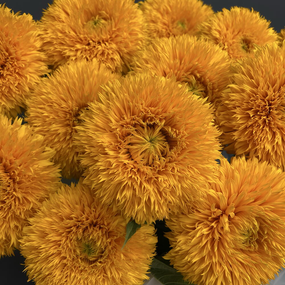 Подсолнух «Тедди» / Sunflower "Teddy" 15шт