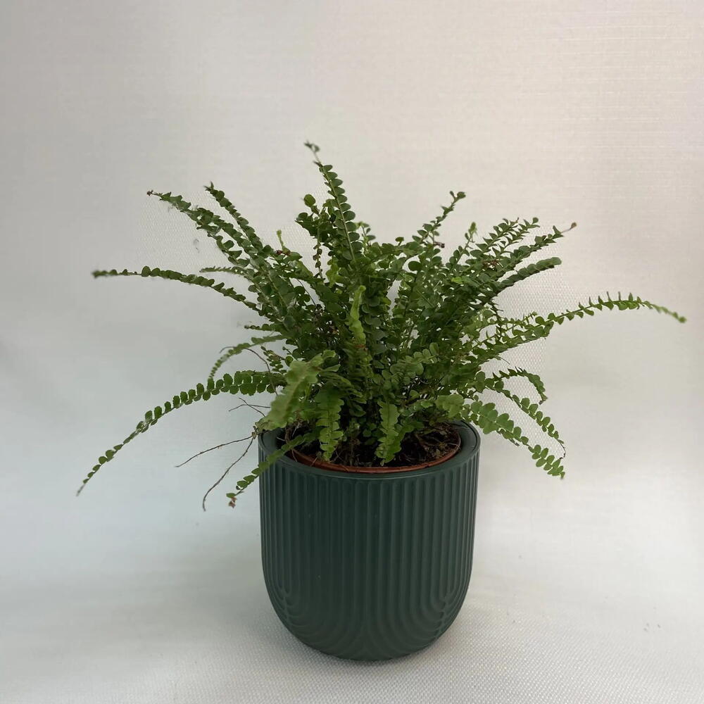 Нефролепис /Nephrolepis