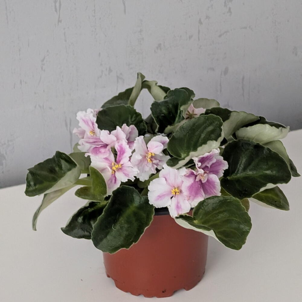 Сенполия (фиалка) розовая
