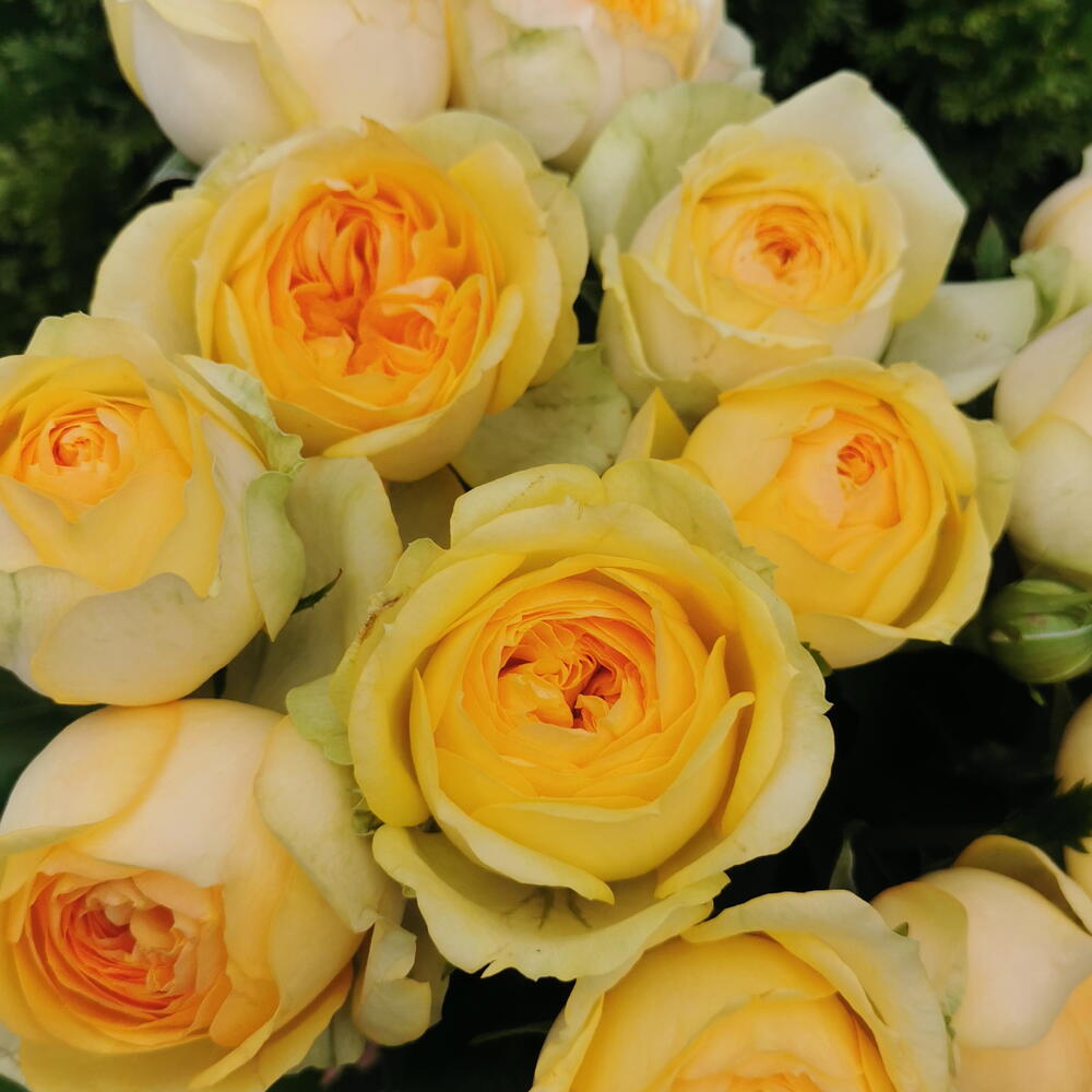 Сильва санни 15💛