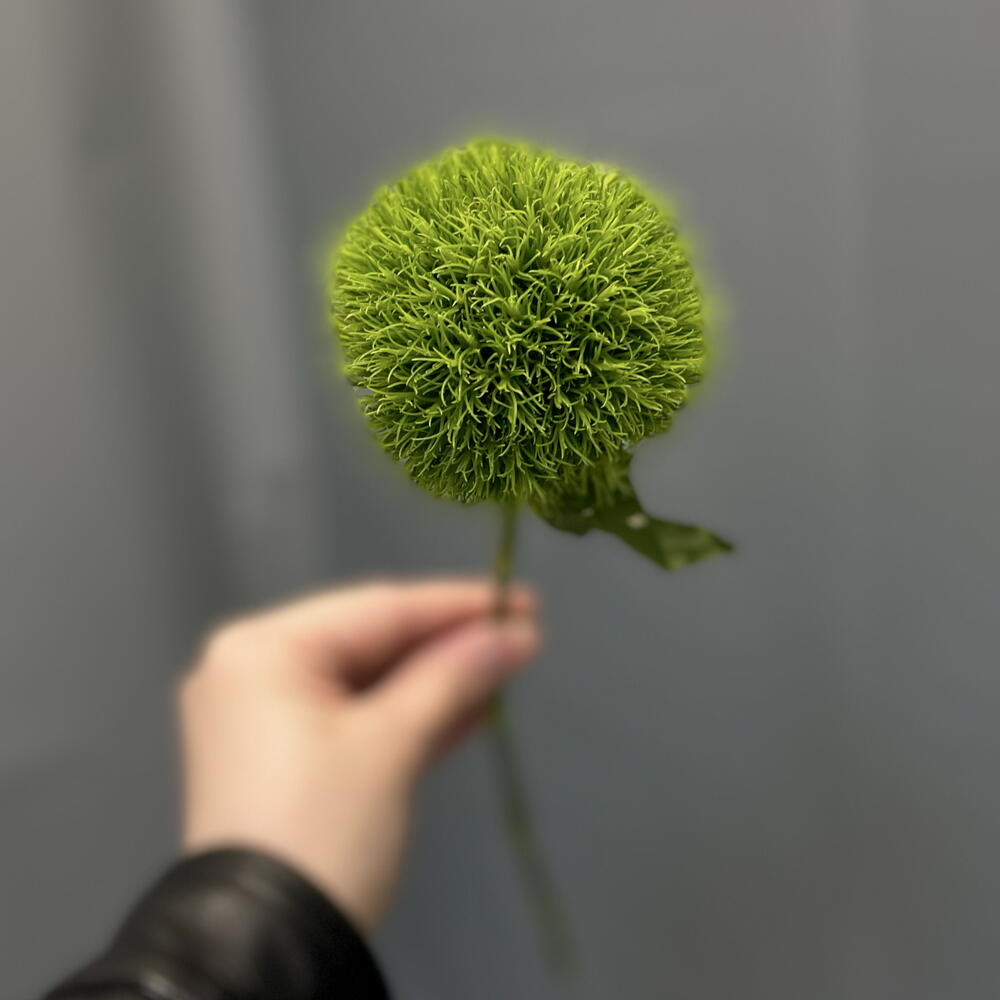 Гвоздика «Green Trick»