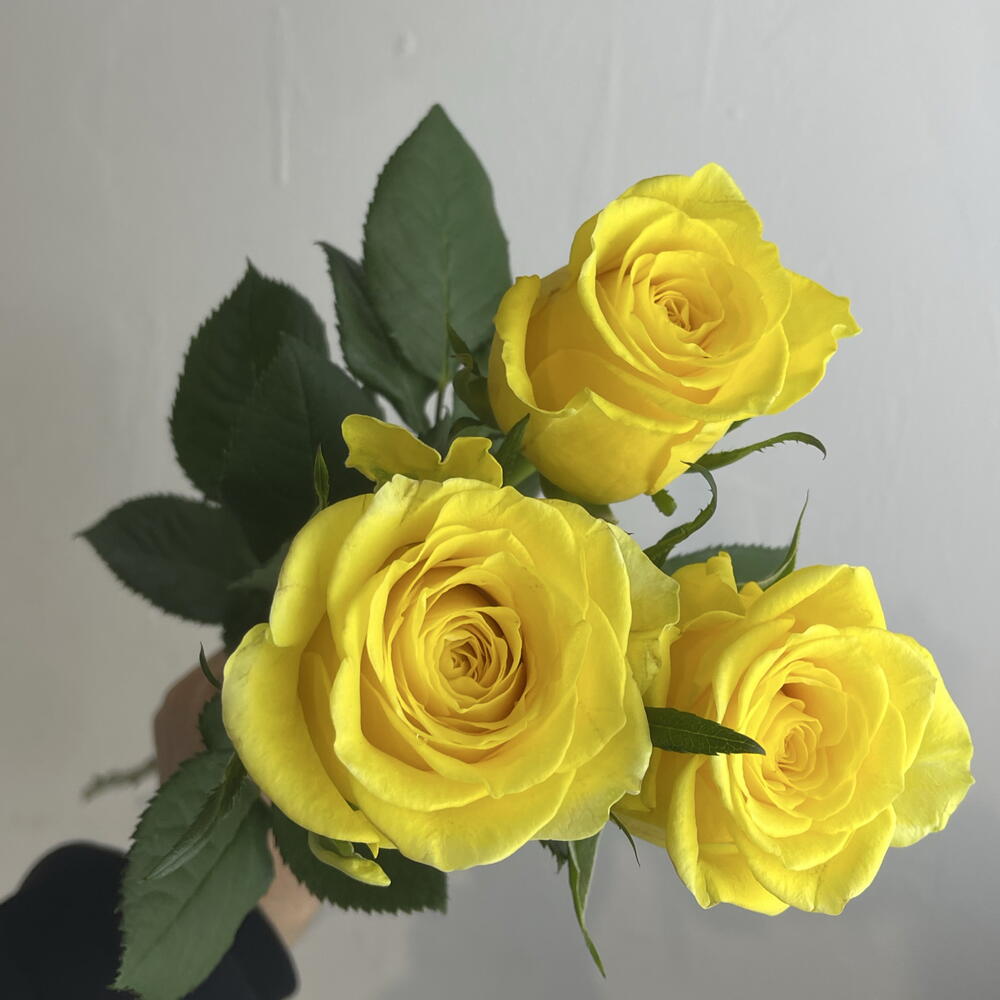 Розы жёлтые 💛 3
