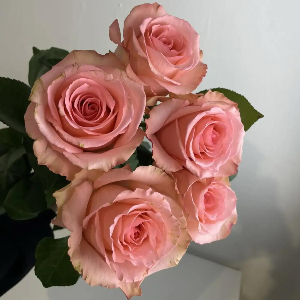 Розы нежные 💕5