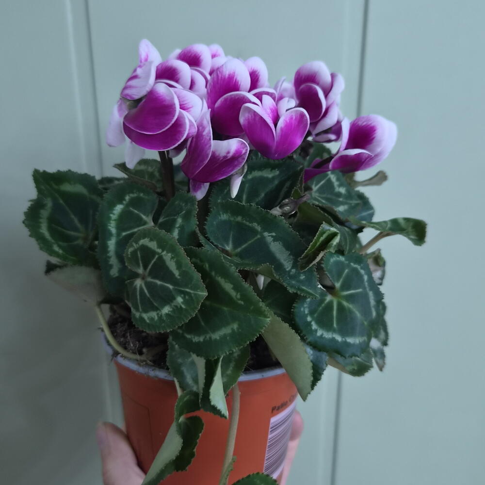 Цикламен