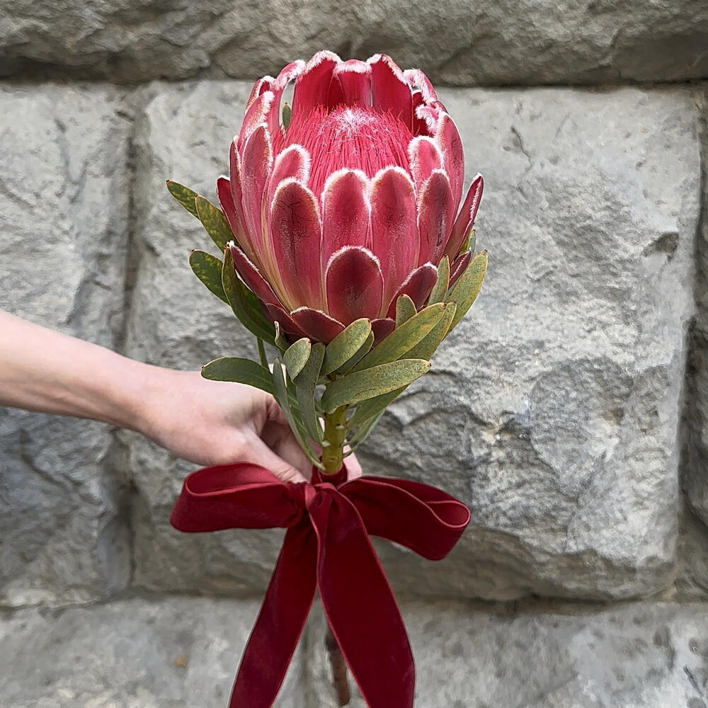 Protea Venus