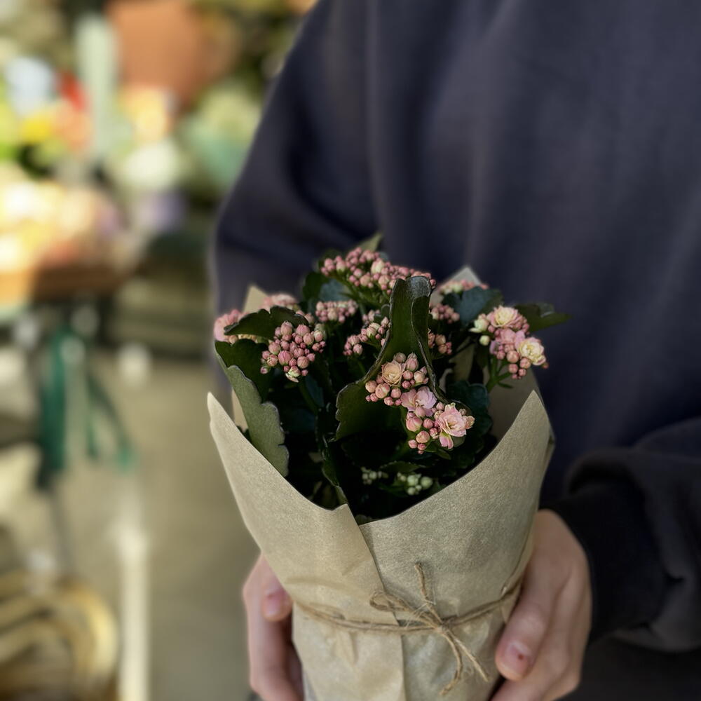 Каланхоэ в большом горшке