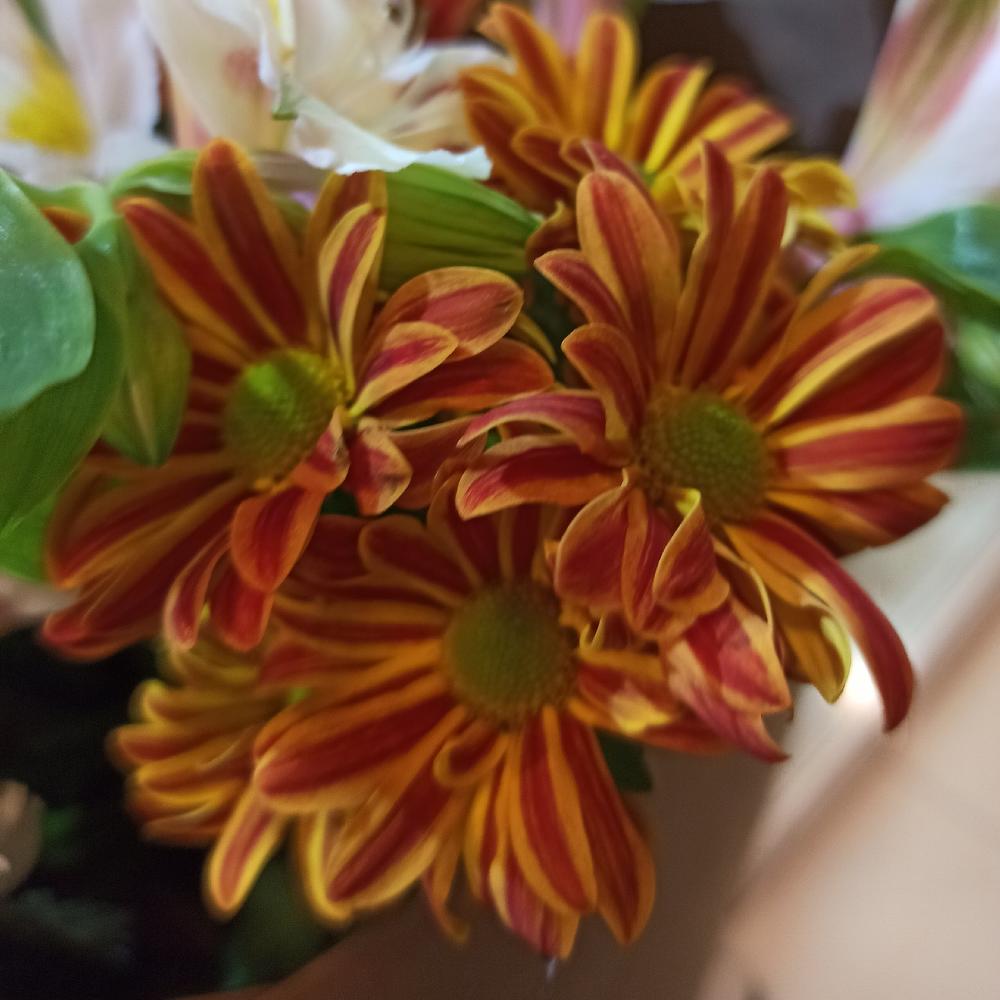 Chrysanthemum and Alstroemeria