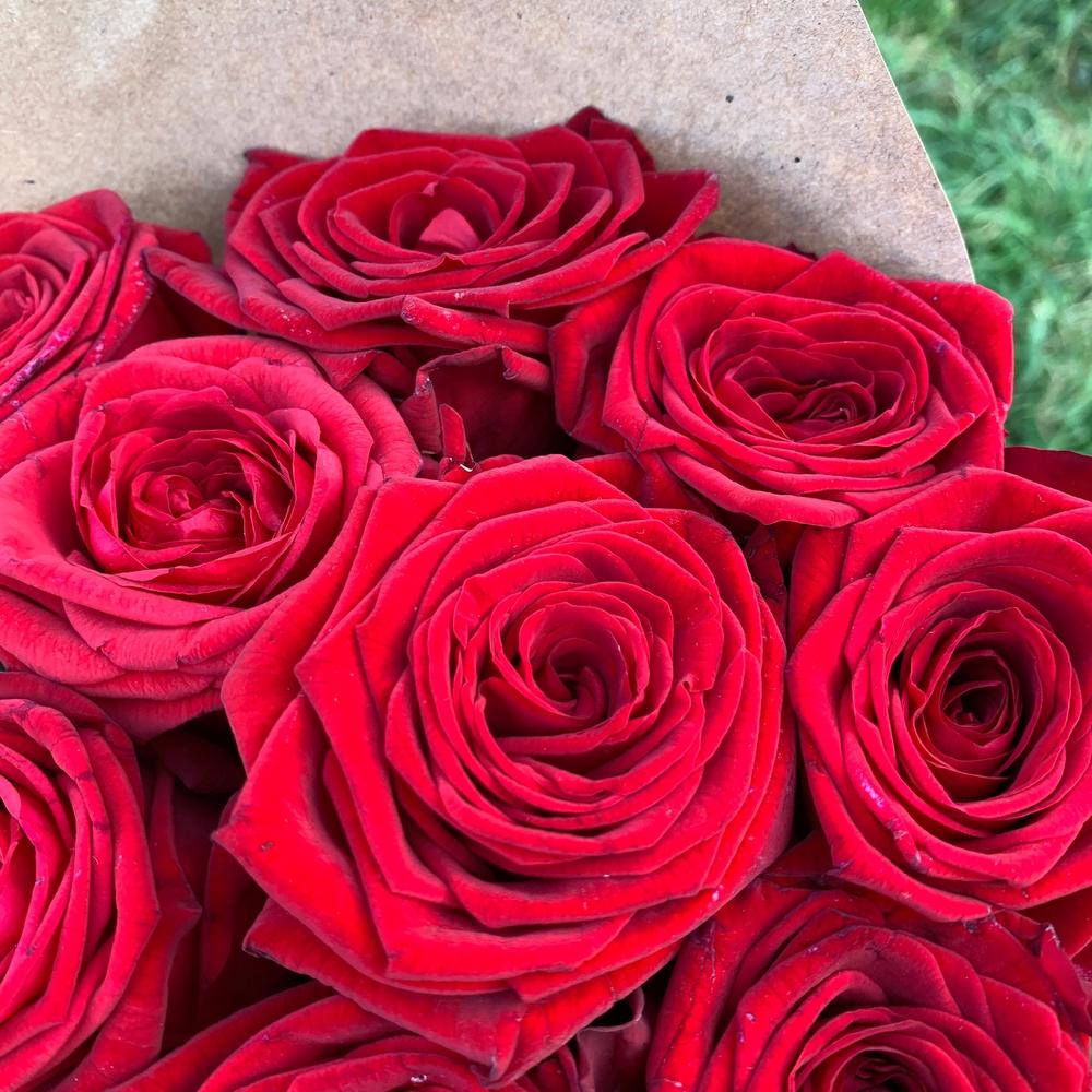 🌹Розы ред Наоми🌹
