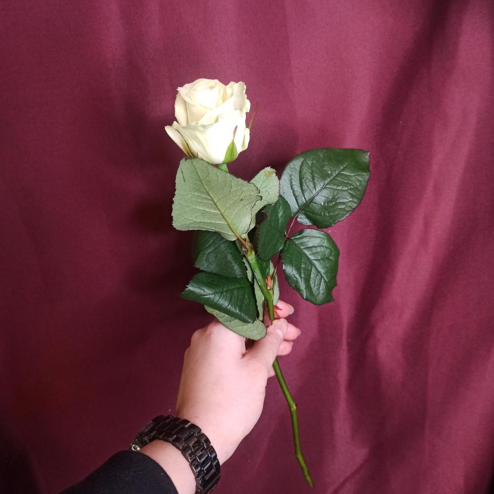Роза