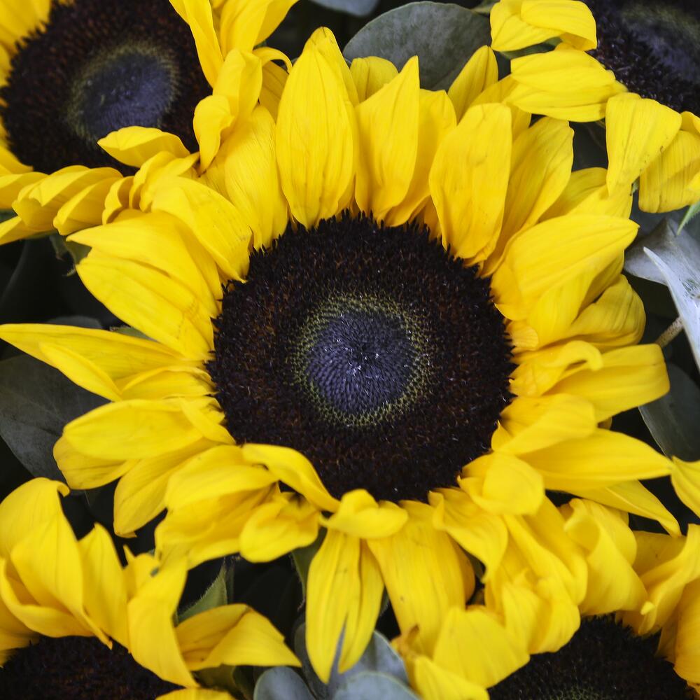 подсолнечник битюг гавриш. сингента сорта подсолнечника. подсолнух отзывы. подсолнух отзывы. семена подсолнечника агроплазма сорт.