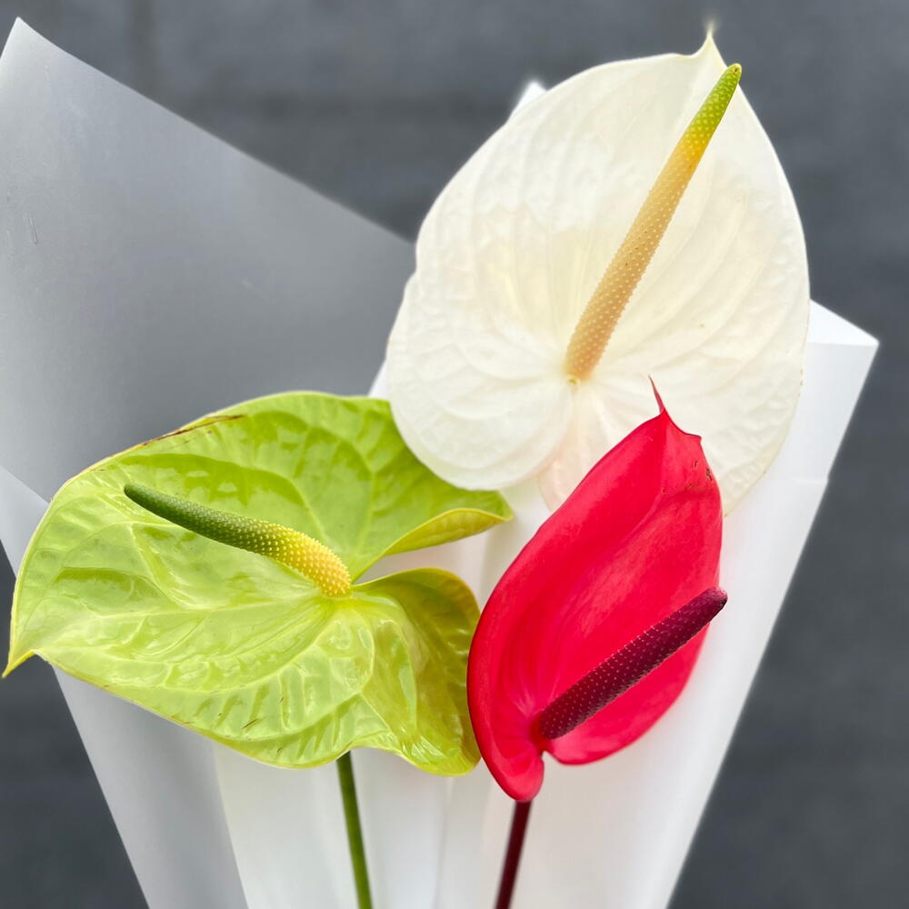 Anthurium 🌺