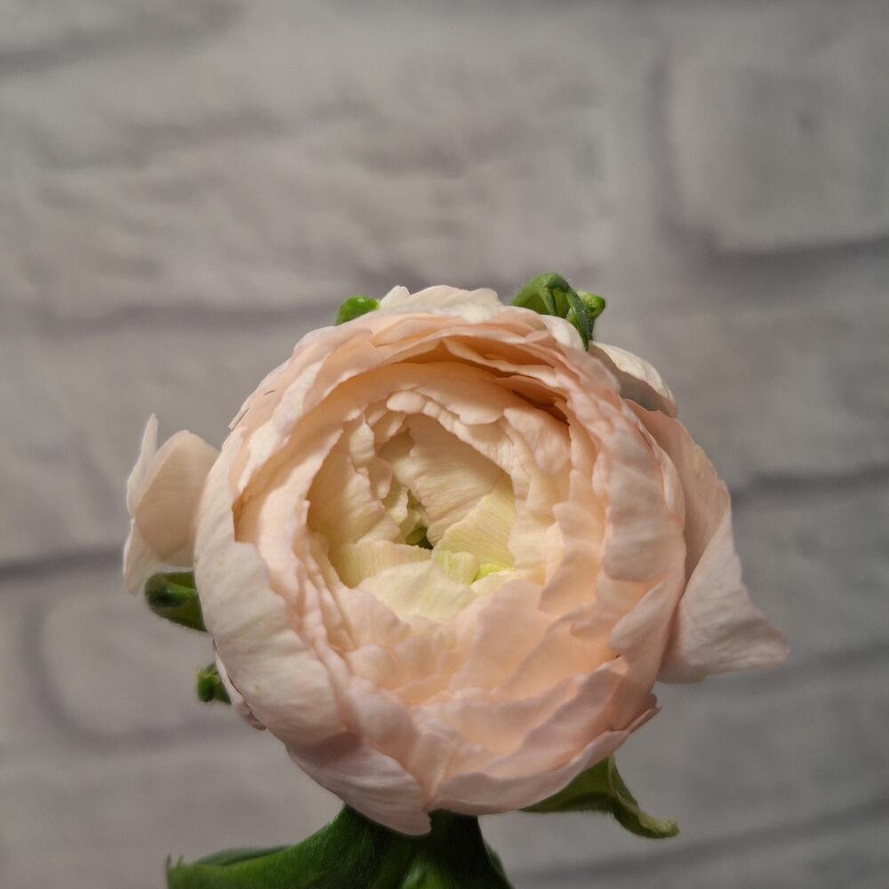 Ранункулус 50 см
