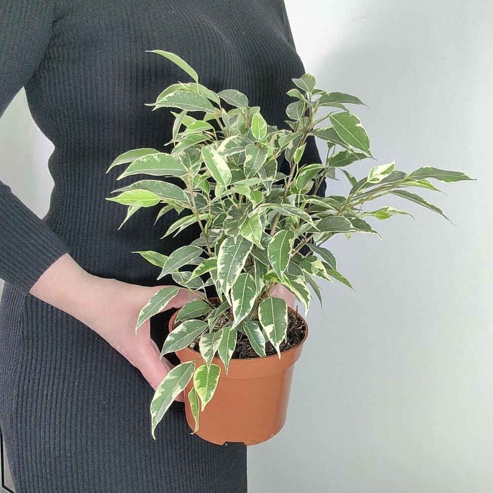 Фикус