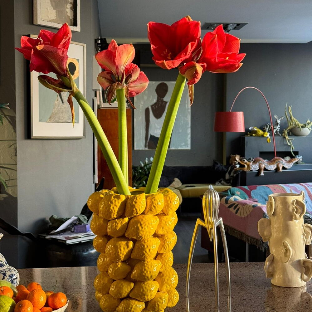 7 amaryllis