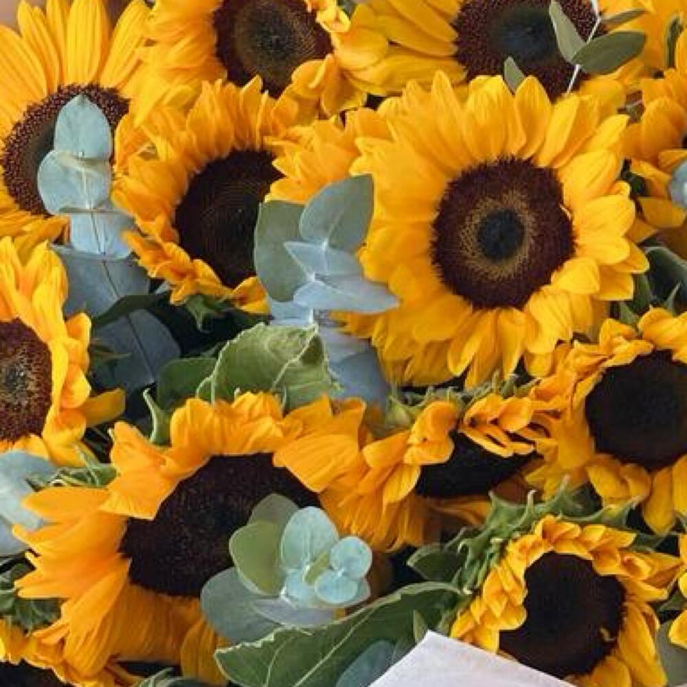 Солнечные подсолнухи 🌻