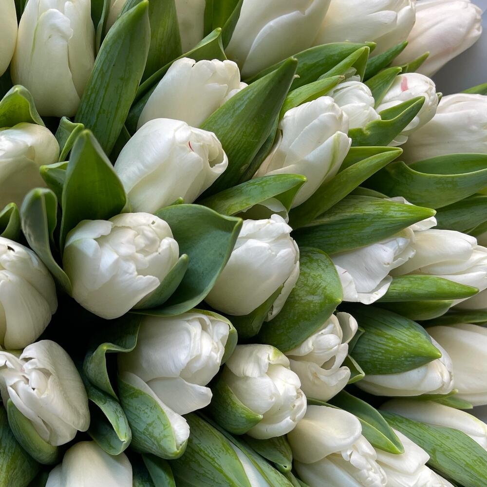 Белые тюльпаны🌷