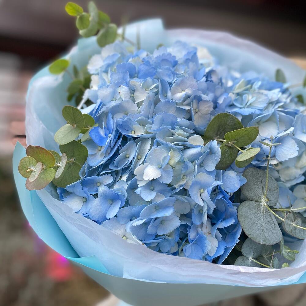 Голубые  гортензии 💙