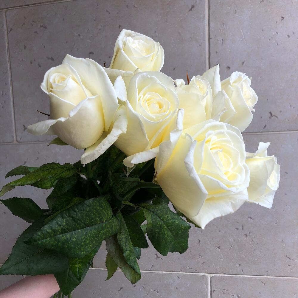 Роза Снежана