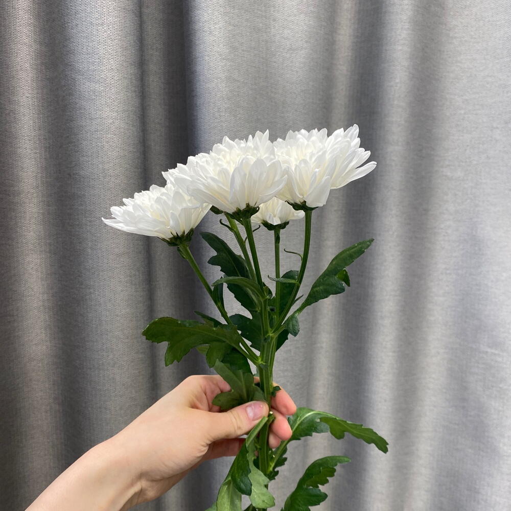 Хризантема кустовая Алтай