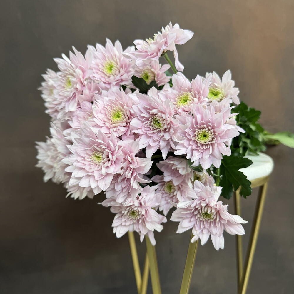 Пачка кустовых хризантем Comandor Pink 5 шт