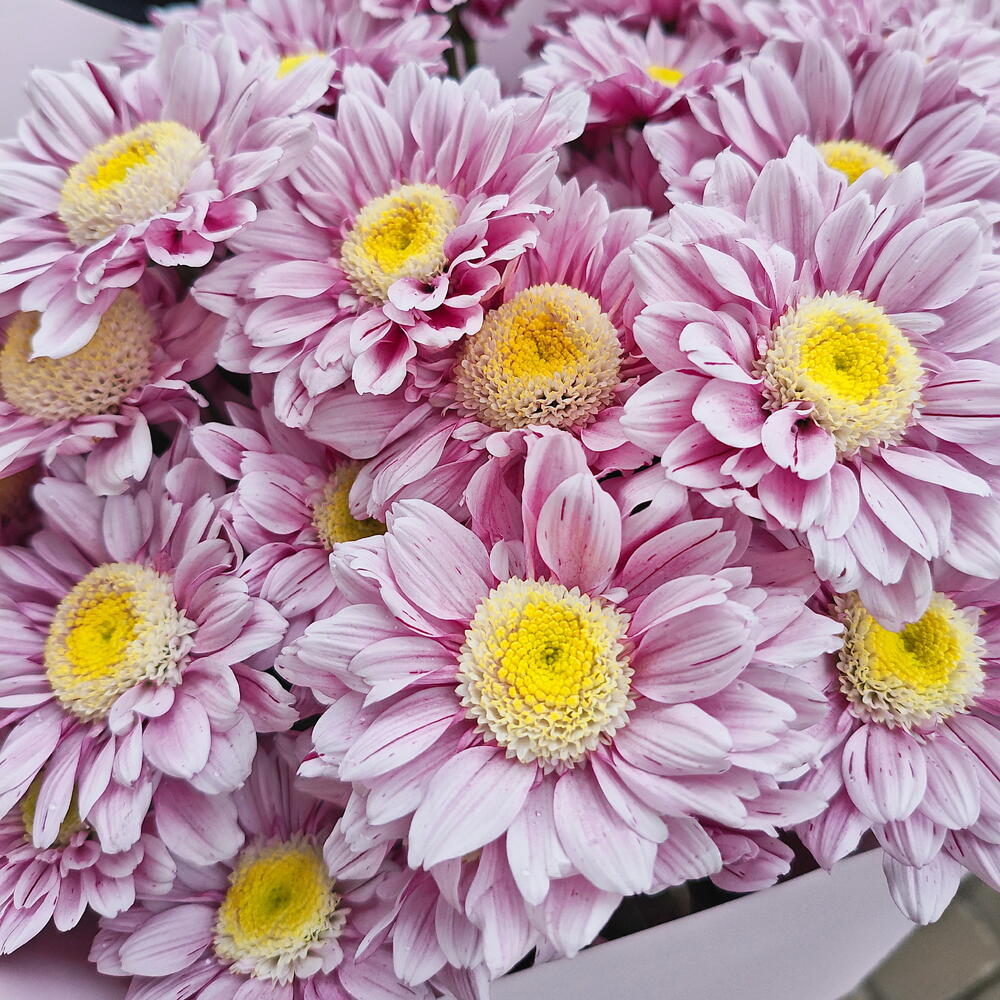 Нежные ромашки 💖