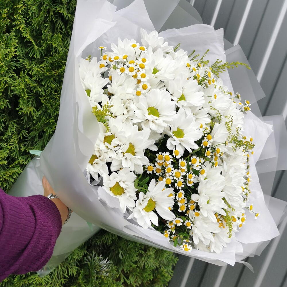 Хризантема, матрикария🌼