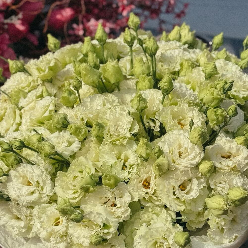 White Eustoma🤍