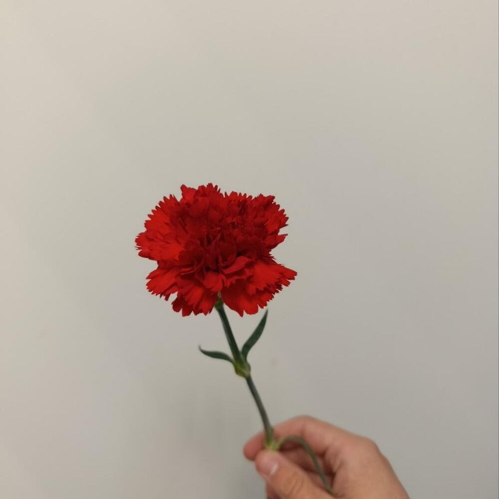 Гвоздика красная от 5 шт