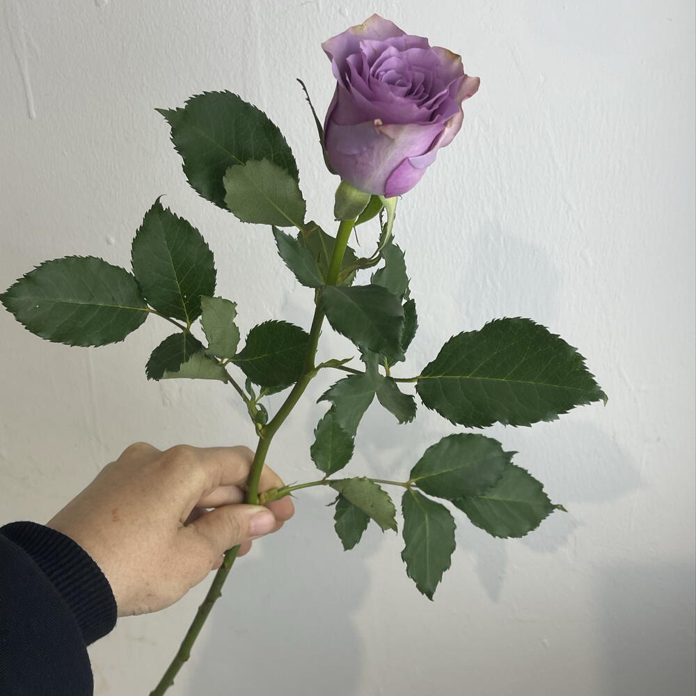 Розы фиолетовые 💜