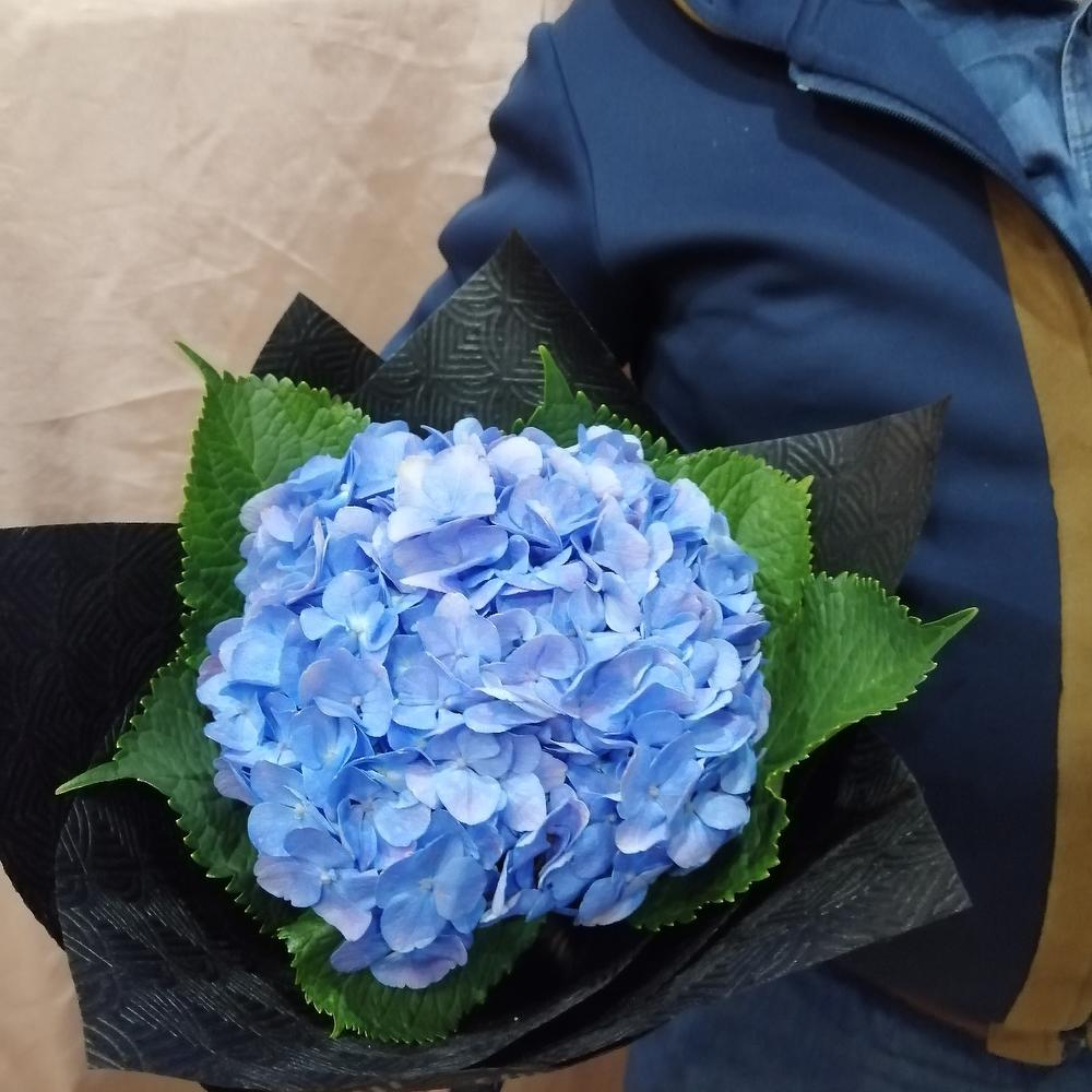 Obloko Hortensia