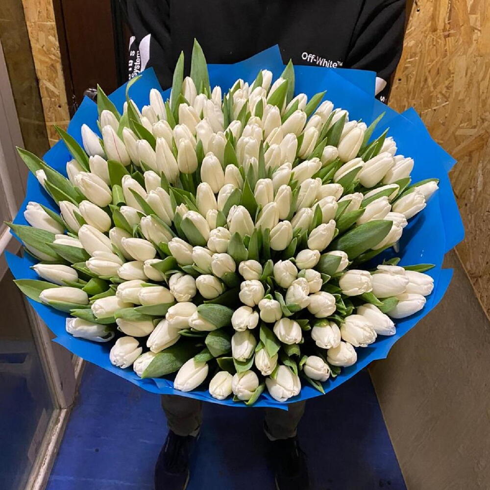 151 white tulips