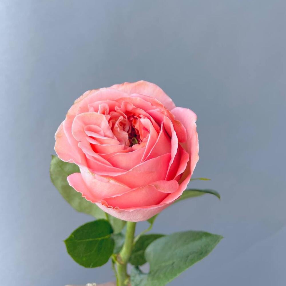 Роза «Pink Expression» 60см