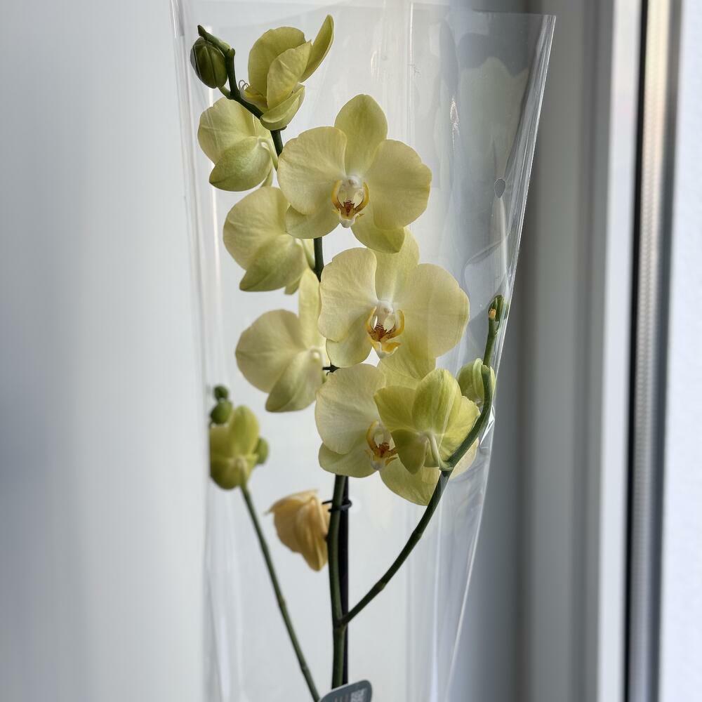 Yellow orchid phalaenopsis