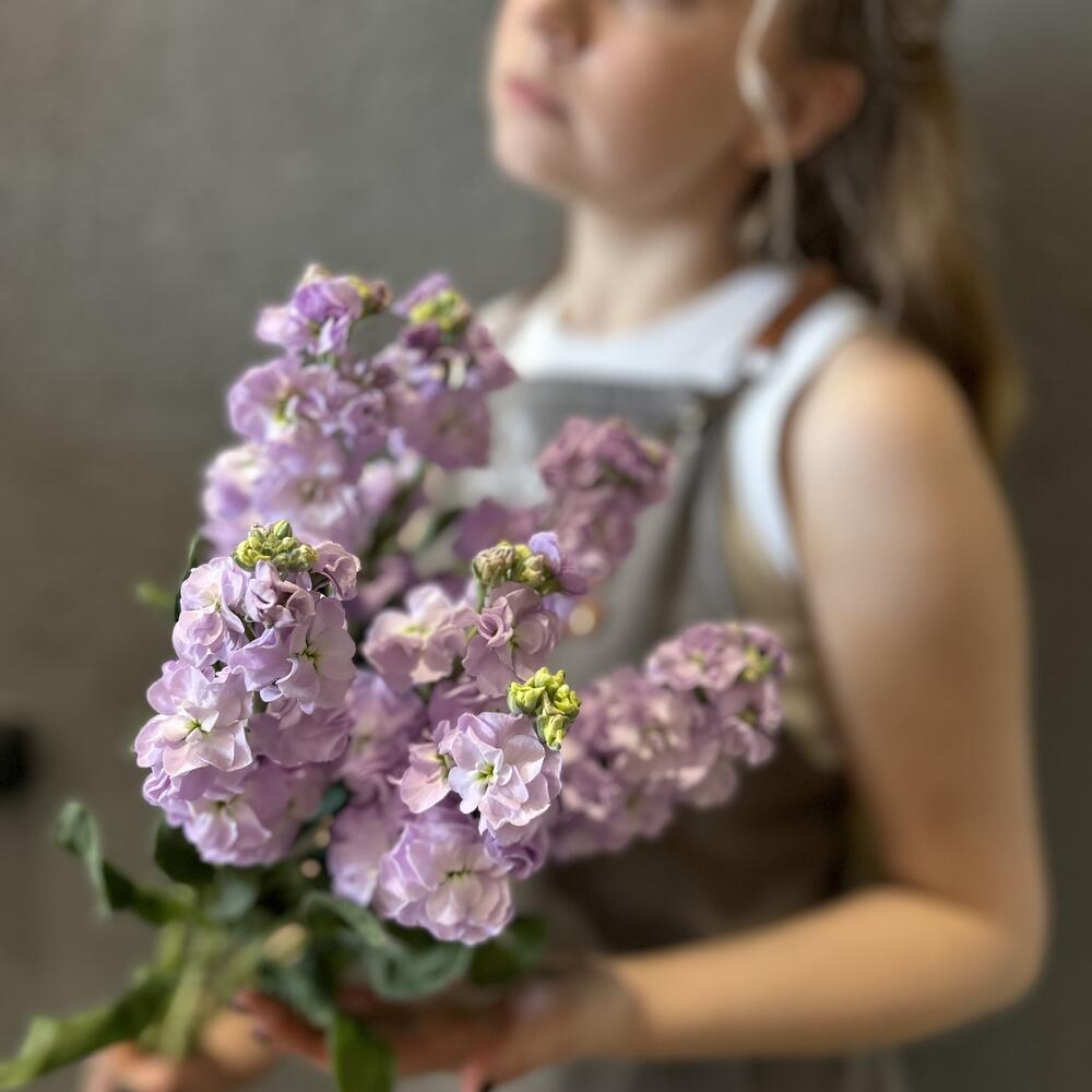 Маттиола