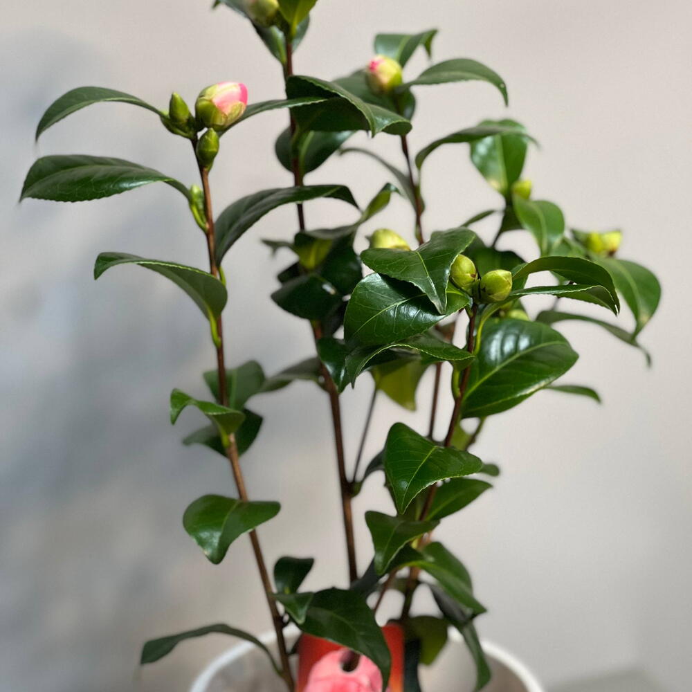 КАМЕЛИЯ (CAMELIA)