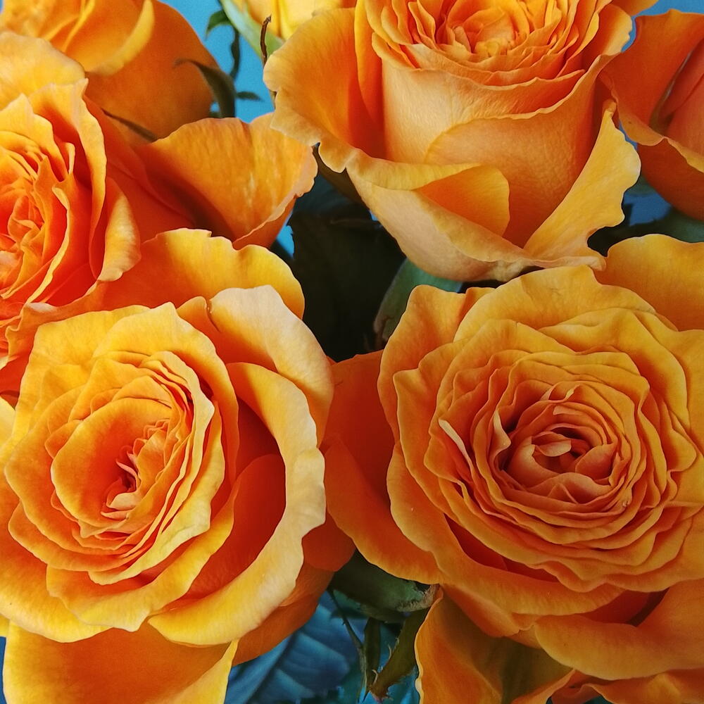 🧡розы одноголовые оранжевые
