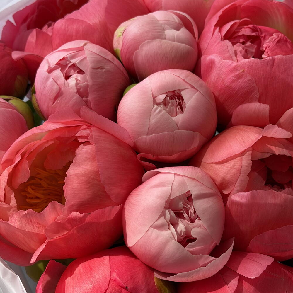 Peony mix Coral with pink