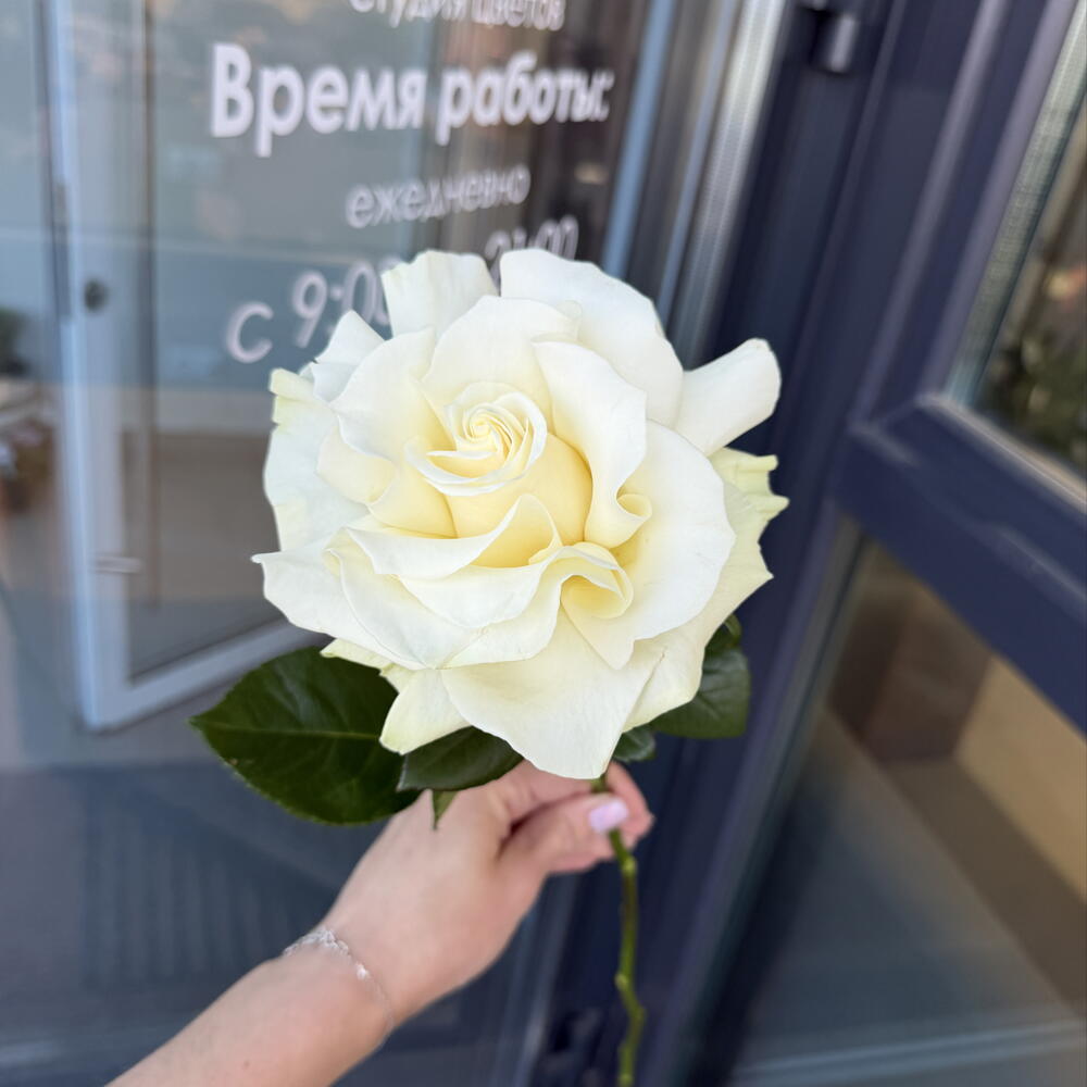 Французская роза белая