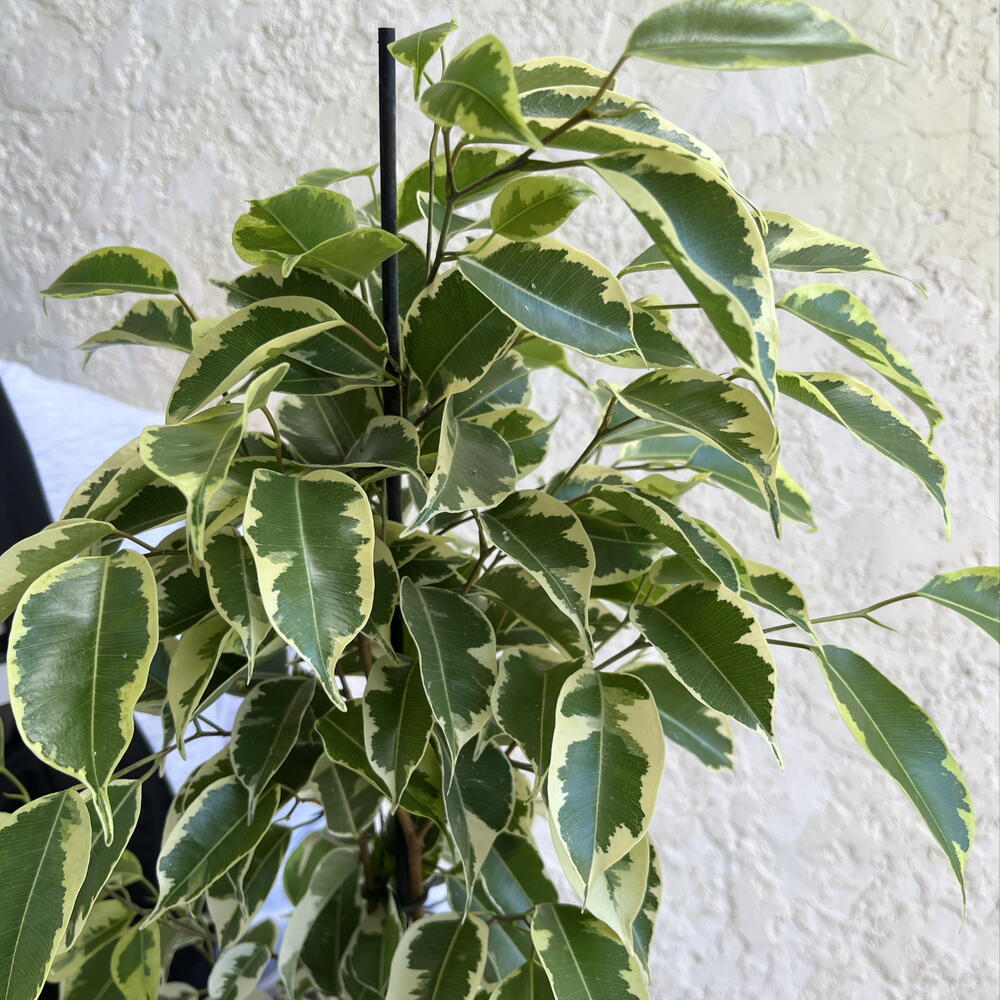 Фикус Бенджамина «Анастасия» (Ficus benjamina  Anastasia