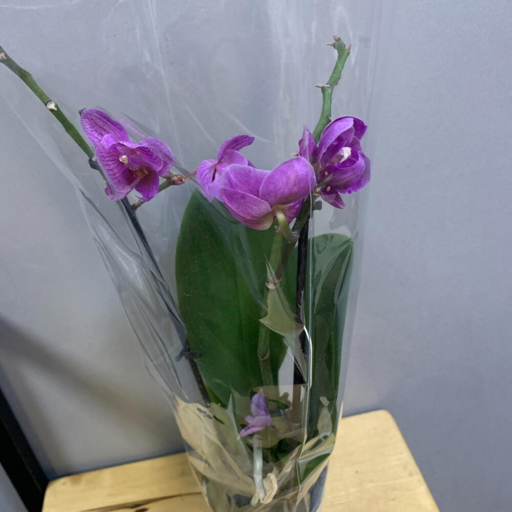 Орхидея Фаленопсис (Phalaenopsis)