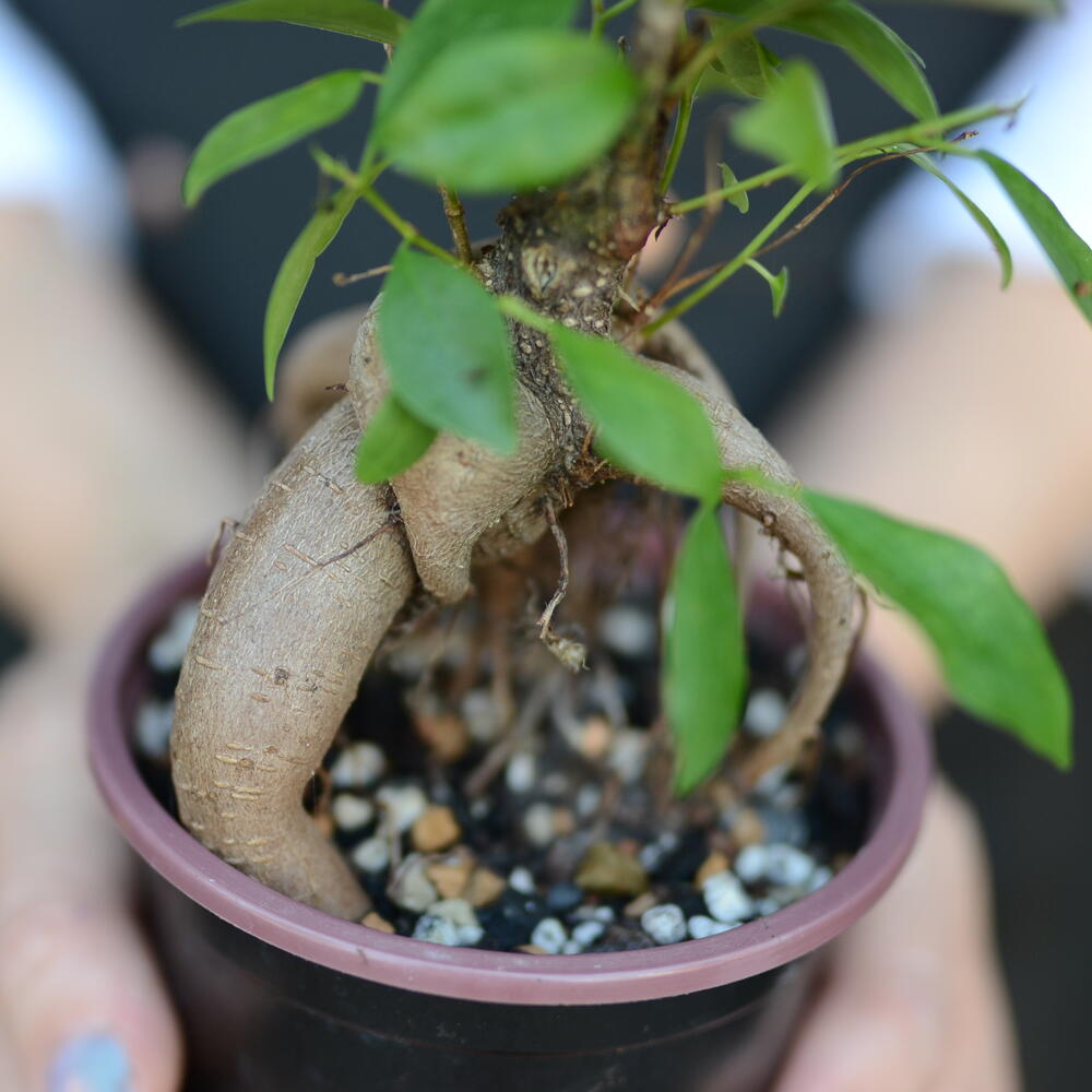 Фикус микрокарпа Гинсенг (Ficus microcarpa Ginseng),  «бонсай Гинсенг»
