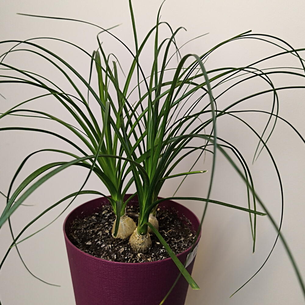 Нолина🌿