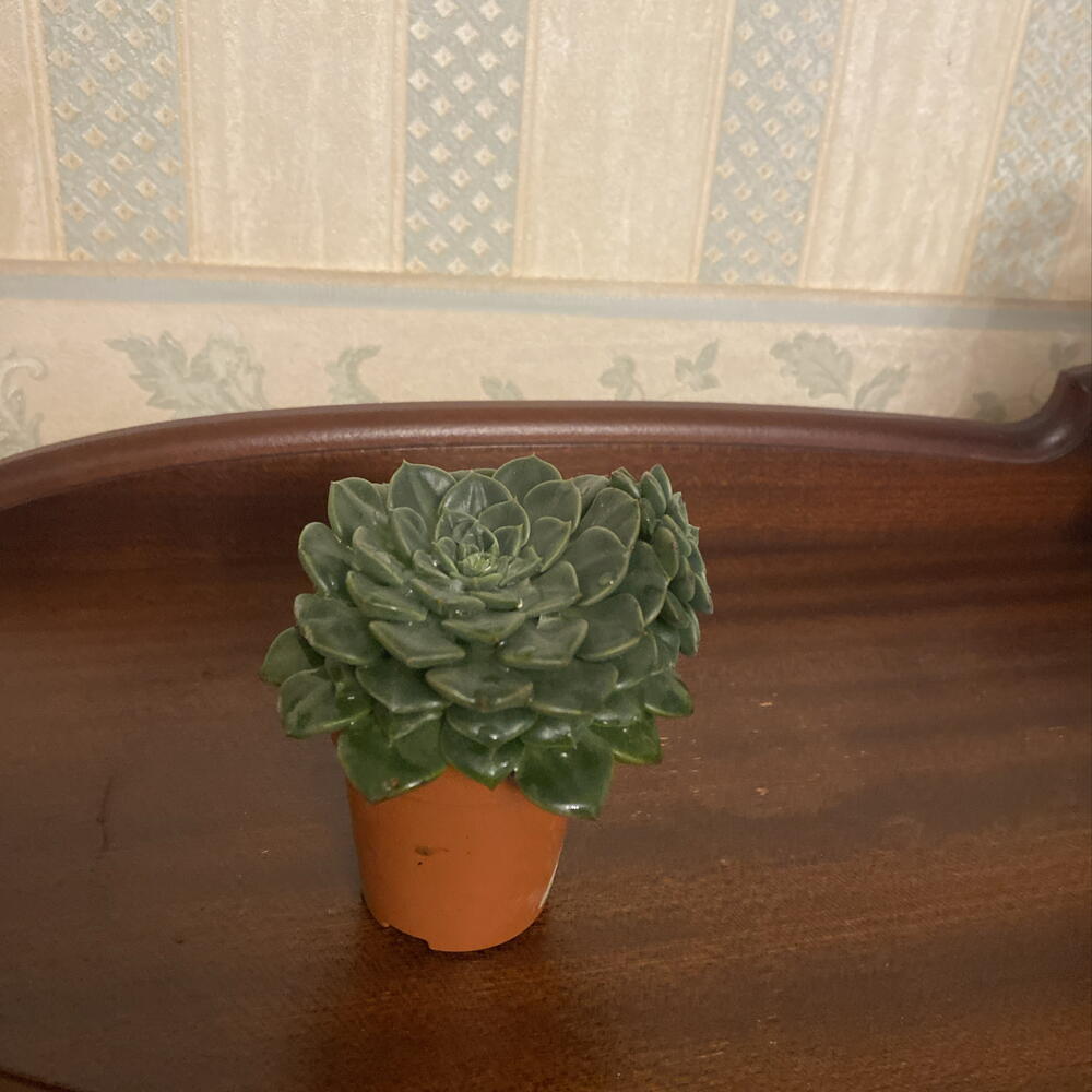 Суккулент живой