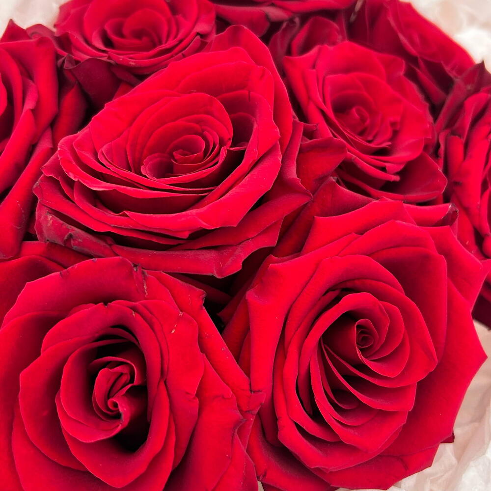Монобкет из роз🌹